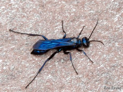 metallic blue mud dauber in house|Blue Mud Dauber Facts, Description, and Pictures .